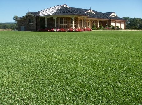 example of a backyard with st augustine grass