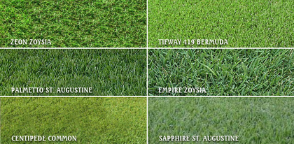types of grass we sell